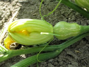 Baby butternut squash