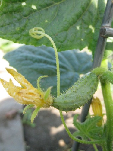 Soon to be a scrumptious cuke