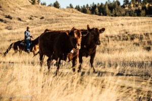 BONOGOFSKY-3002-150129-L