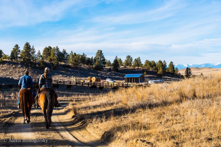 Riding home into the coulee in  early February - another photo by the talented Alexis Bonogfsky