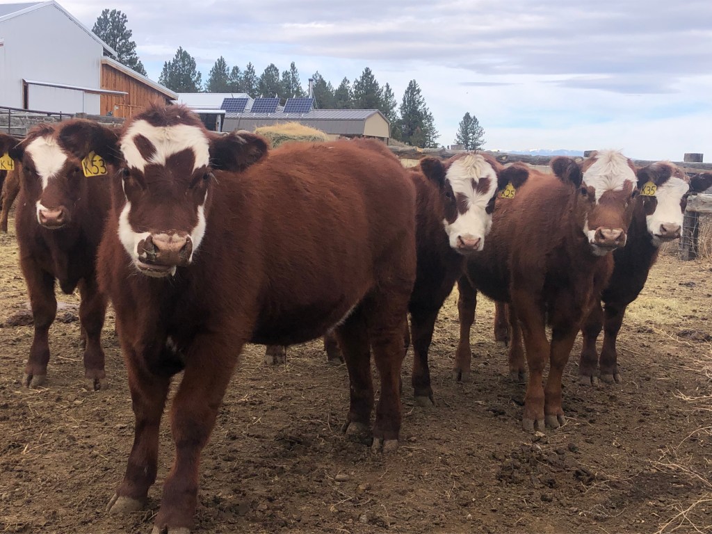 Coulee Creek Ranch calves