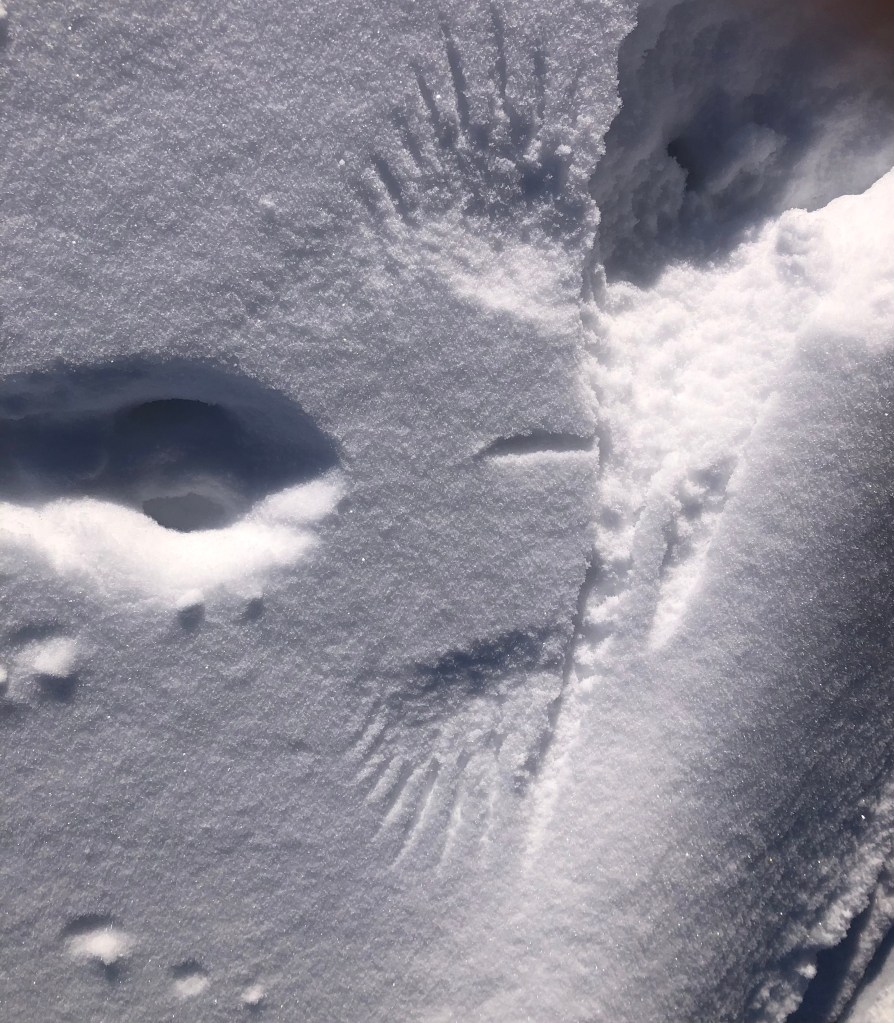 bird tracks in the snow